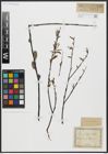 Foto von Salix acutifolia Willd.